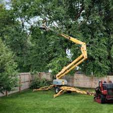 Trusted Bayside, WI Tree Services Experts