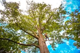 Best Tree Removal  in Bayside, WI