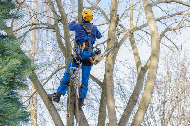 Best Tree and Shrub Care  in Bayside, WI