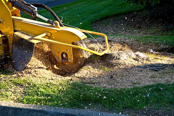 How Our Tree Care Process Works  in  Bayside, WI